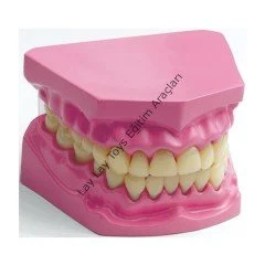 Anaokulu ve kreşler için eğitici diş modeli, ağız ve diş sağlığı öğretici maketi