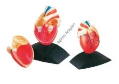 İnsan kalp modeli, anaokulu ve kreşler için eğitici anatomi ve vücut tanıma materyali