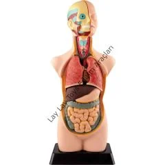 50 cm boyunda, 11 parçalı çıkarılabilir organlara sahip büyük insan vücudu modeli, anaokulu ve kreşler için eğitici anatomi materyali