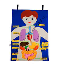 anaokulu için insan vücudu cırtlı eğitici pano çocuk gelişim materyali