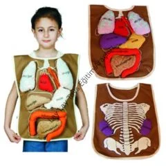 Cırtlı organlara sahip pamuklu organ önlüğü, anaokulu ve kreşler için eğitici insan vücudu yeleği