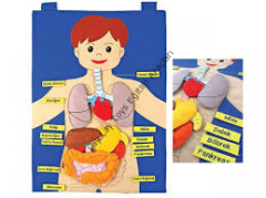 Cırtlı İnsan Vücudu Panosu (İngilizce)