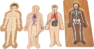Katlı Vücut Puzzle