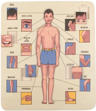 Vücudumuzu Tanıyalım Puzzle (33*33 cm)