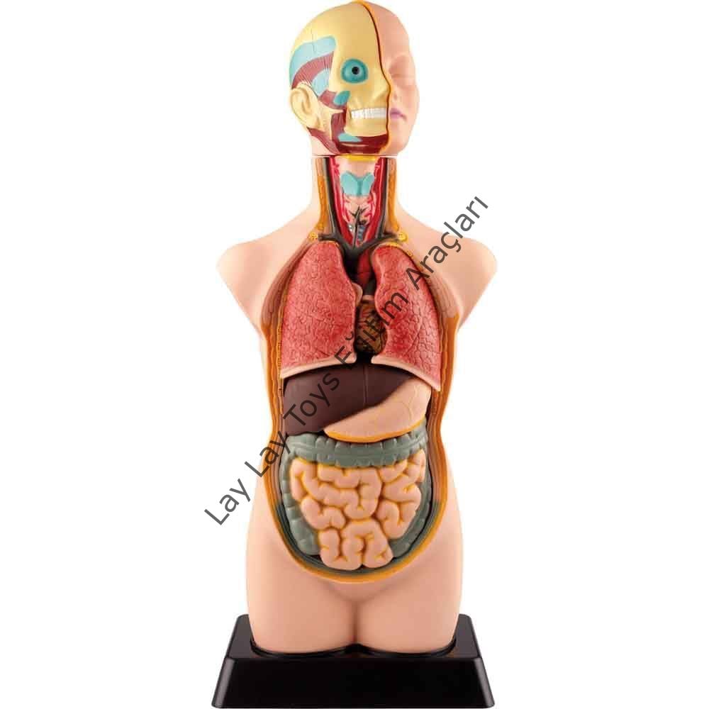 İnsan Vücudu Büyük 11 Parça (50CM)