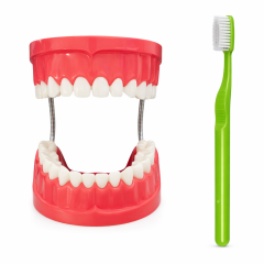 Diş Fırçalama Maketi