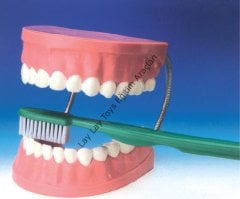 Diş Fırçalama Maketi