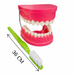 Diş Fırçalama Maketi